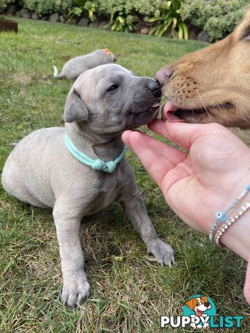 6 whippet puppies for sale