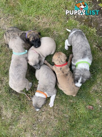 6 whippet puppies for sale