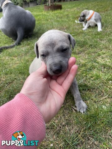 6 whippet puppies for sale