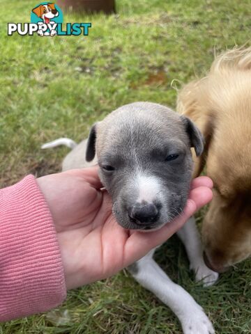 6 whippet puppies for sale