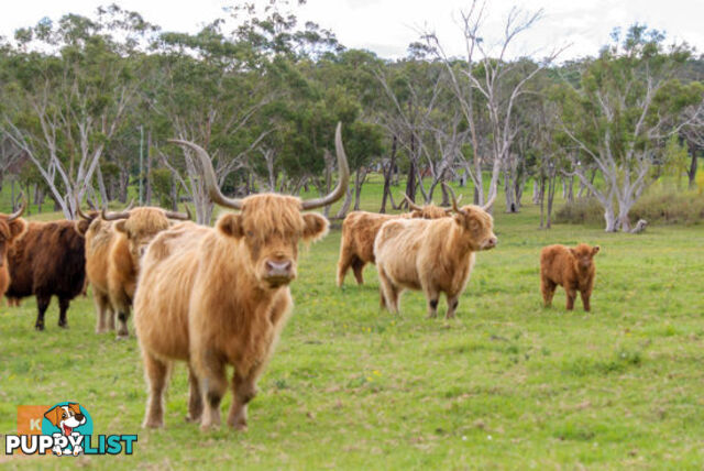 MOUNT WHITE NSW 2250