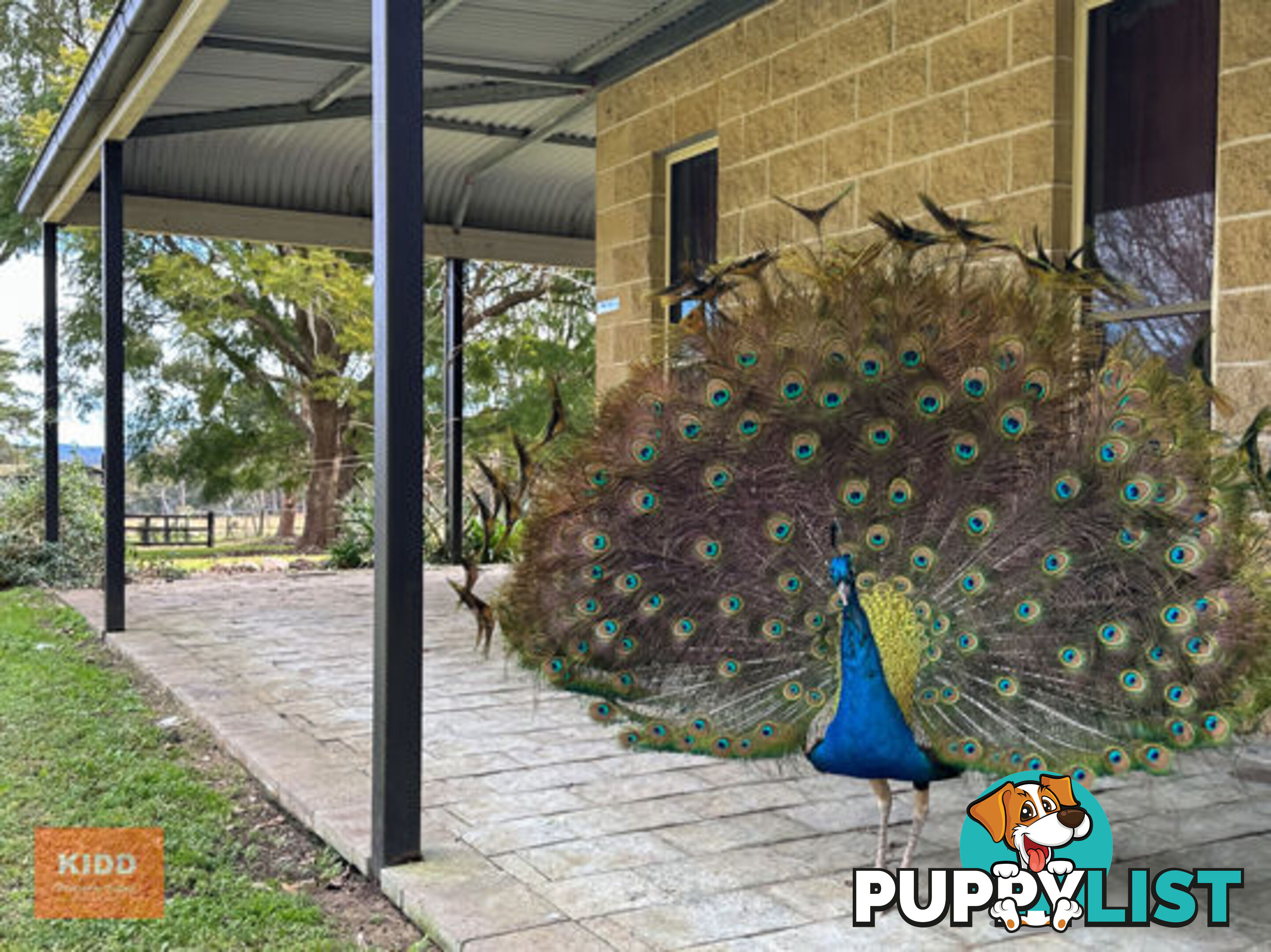 68 Maroney Road MANGROVE MOUNTAIN NSW 2250