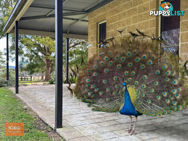 68 Maroney Road MANGROVE MOUNTAIN NSW 2250