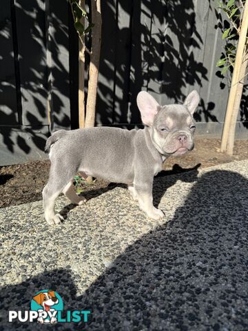 Purebred French Bulldog puppies