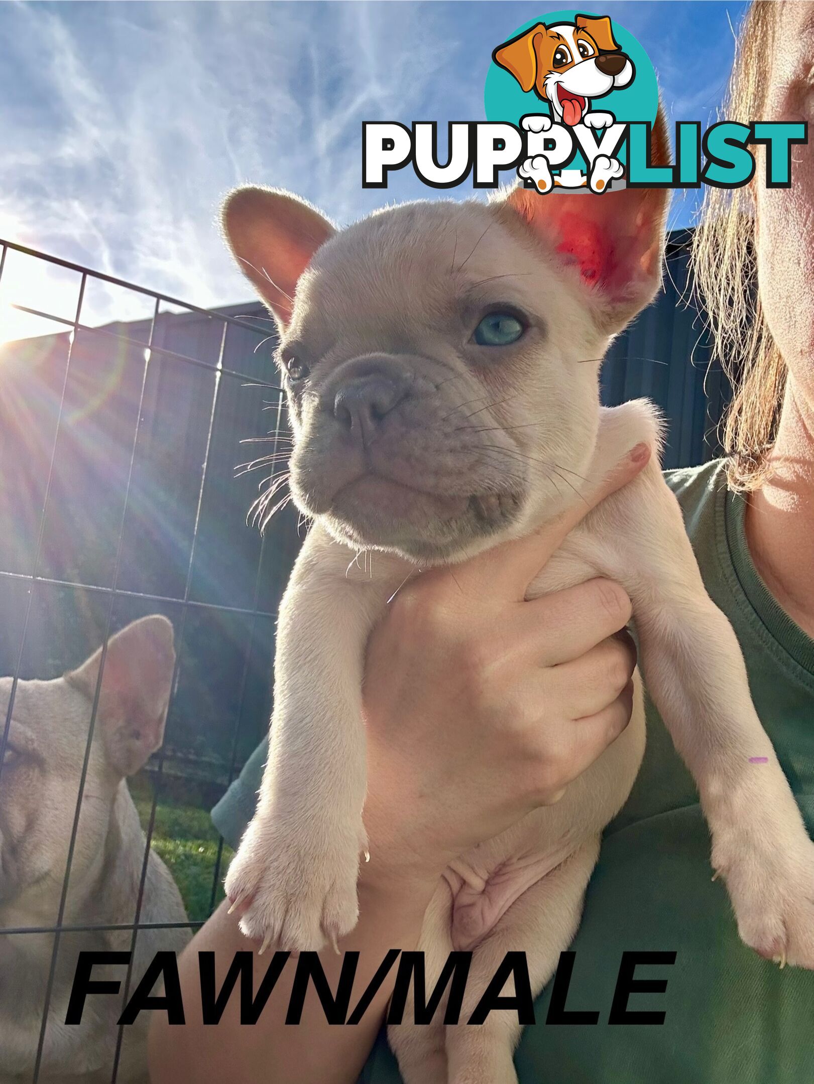 Purebred French Bulldog puppies