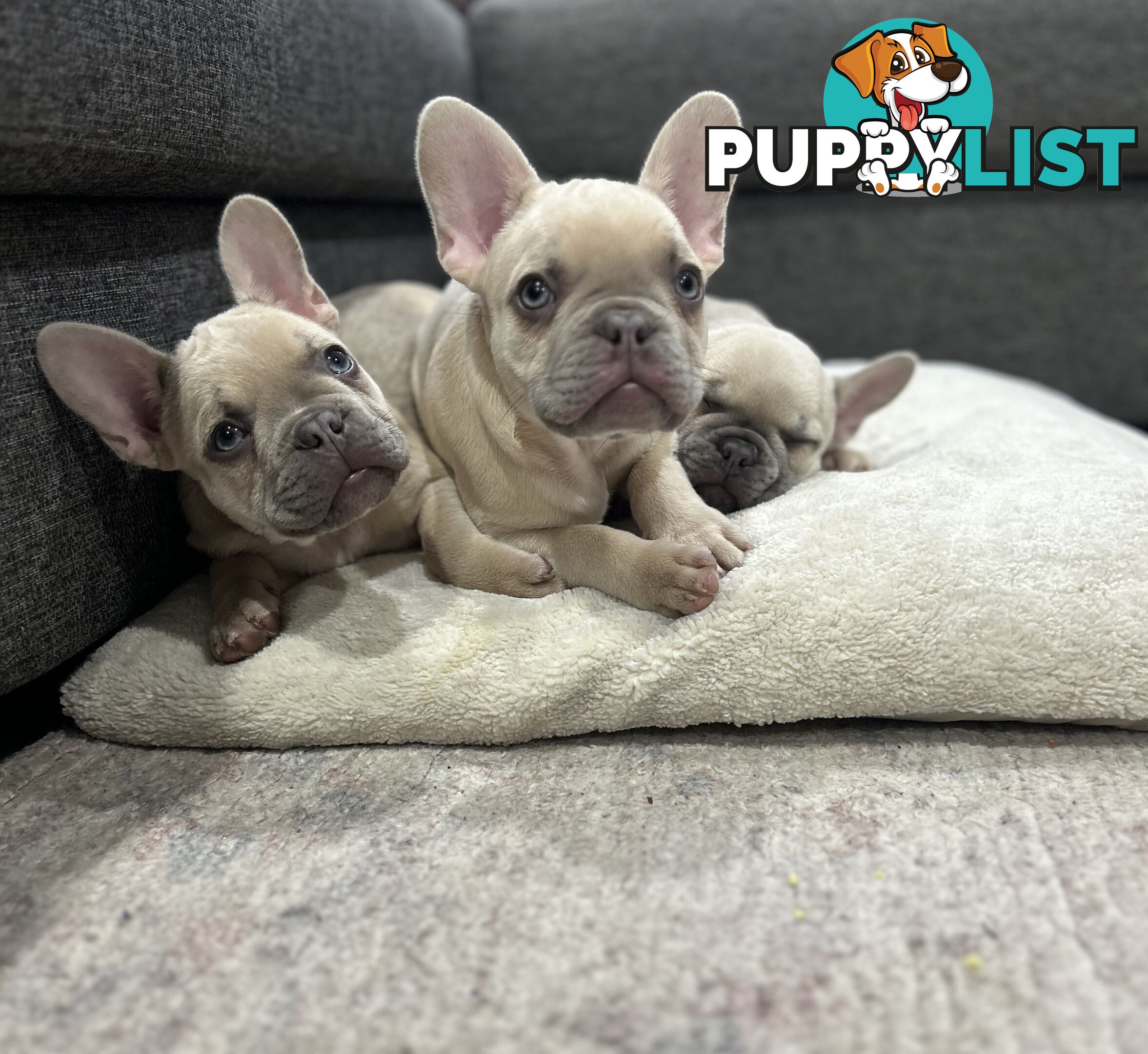 Purebred French Bulldog puppies