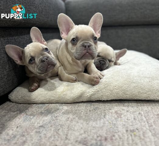 Purebred French Bulldog puppies