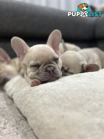 Purebred French Bulldog puppies