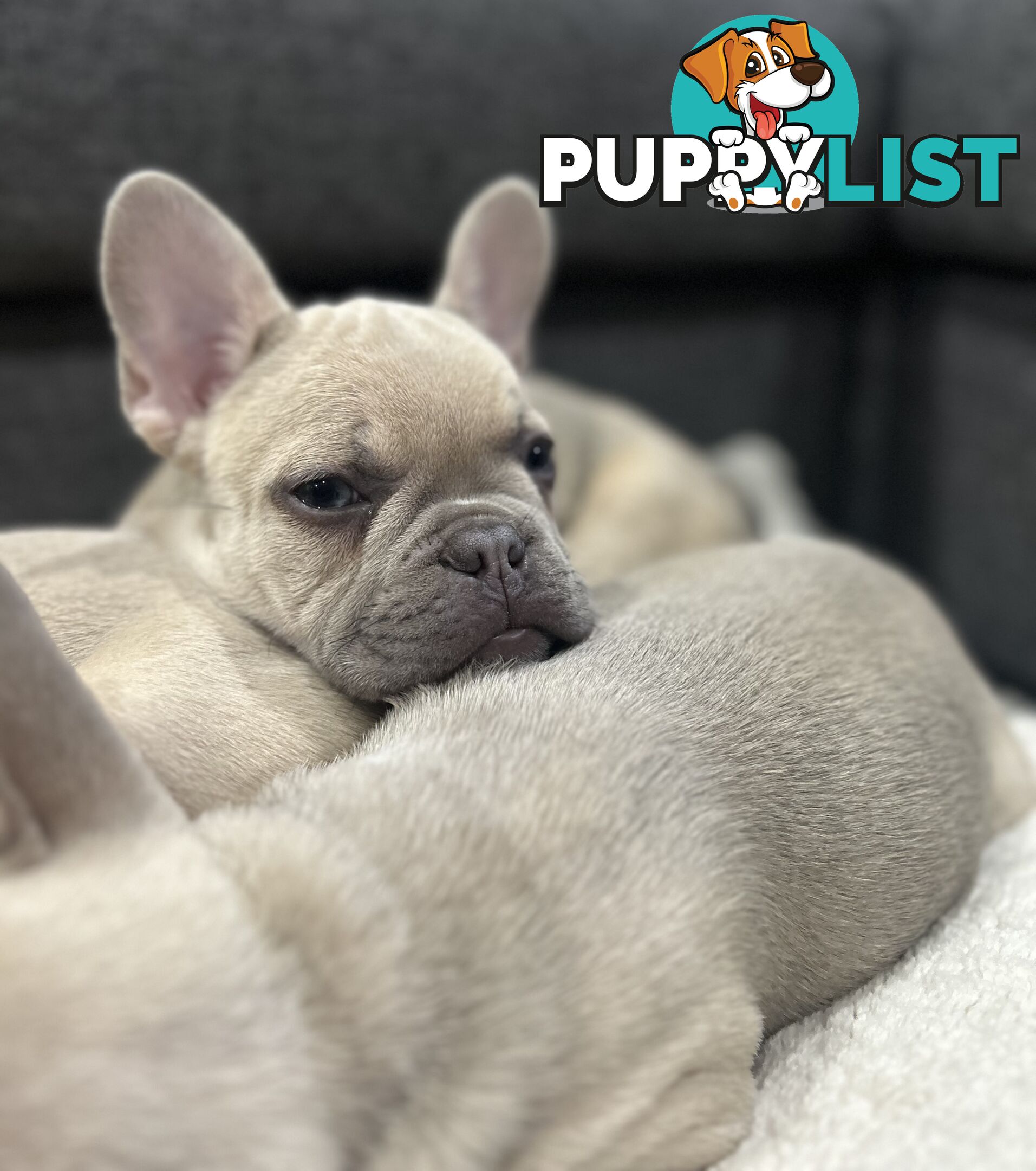 Purebred French Bulldog puppies