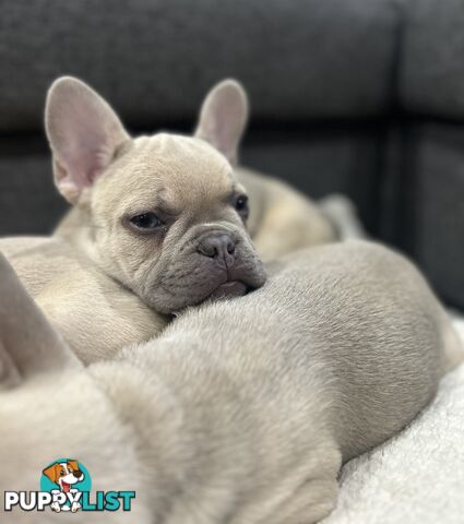 Purebred French Bulldog puppies