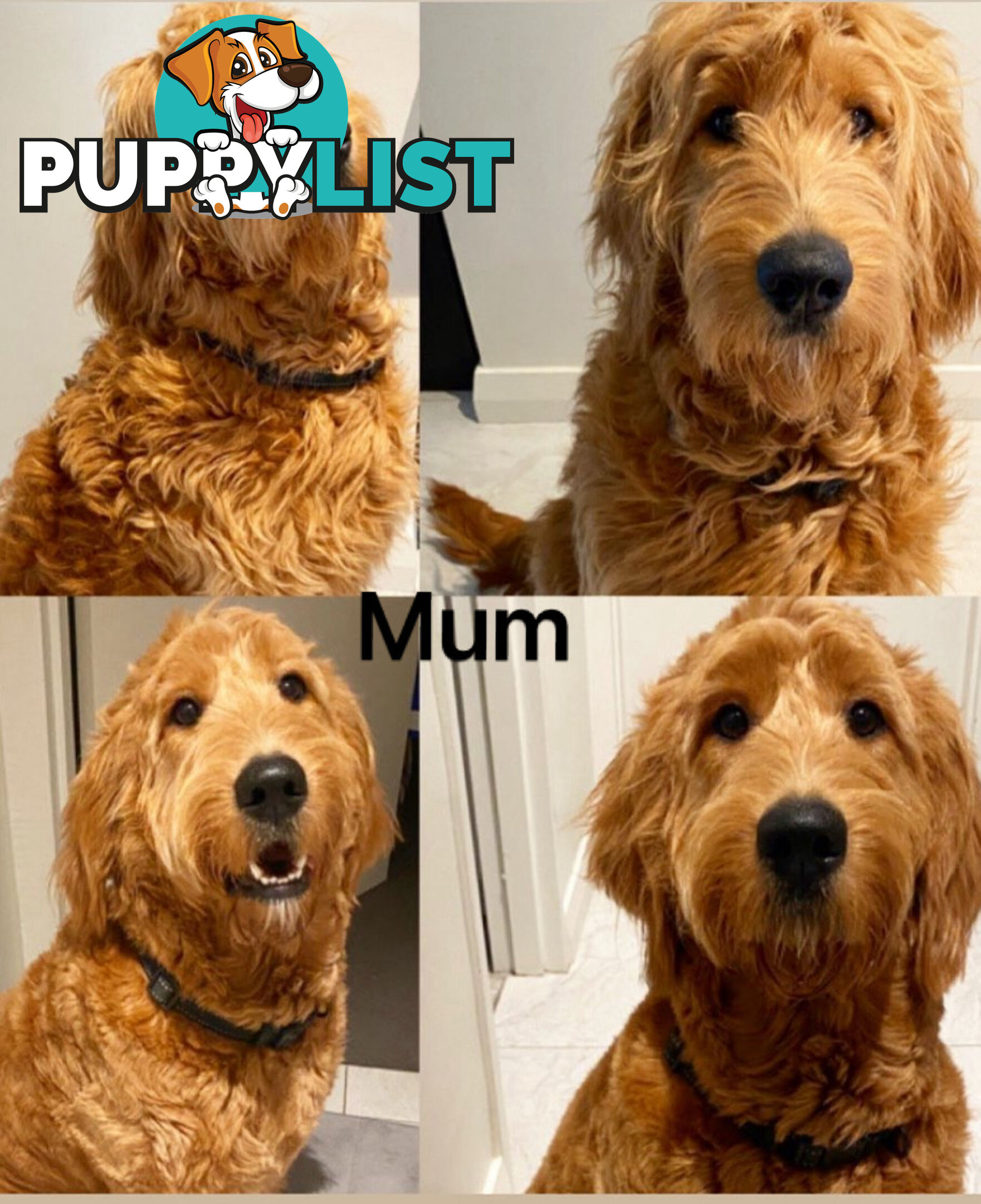 DNA/health tested/hips&elbows scored Groodle puppies