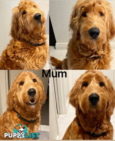 DNA/health tested/hips&elbows scored Groodle puppies
