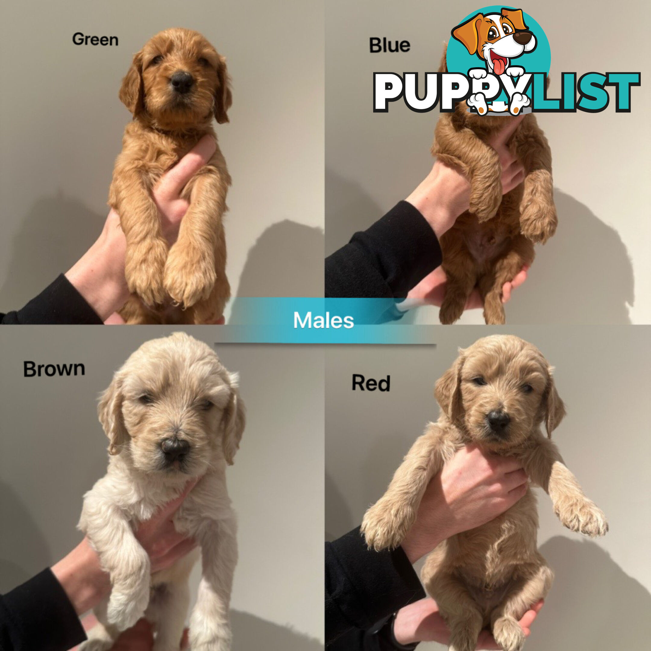 DNA/health tested/hips&elbows scored Groodle puppies