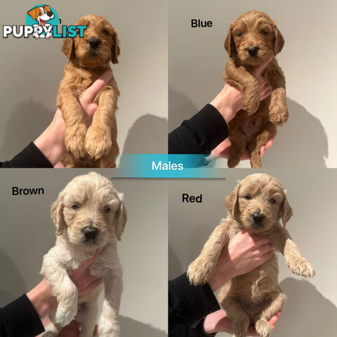 DNA/health tested/hips&elbows scored Groodle puppies