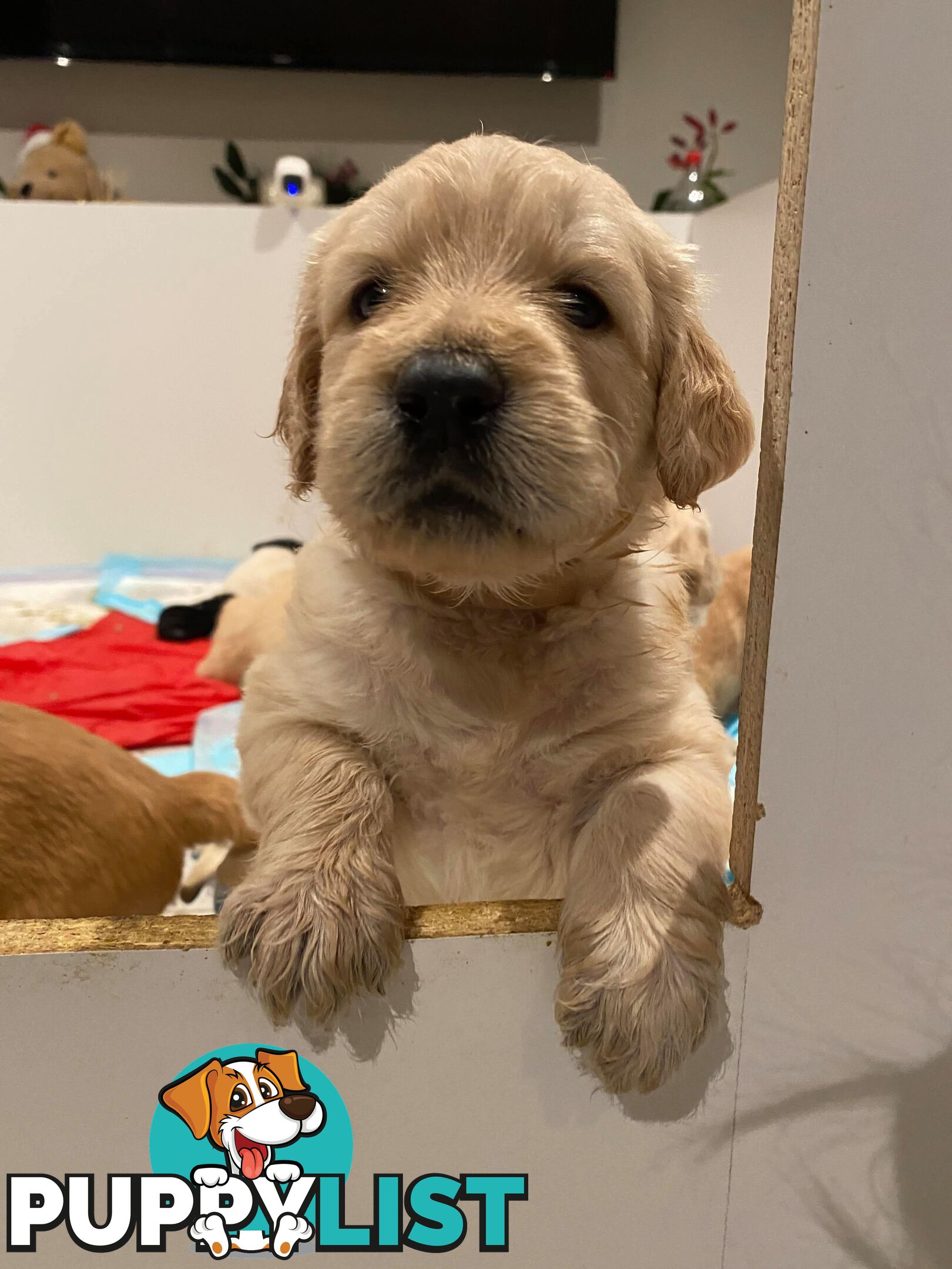 DNA/health tested/hips&elbows scored Groodle puppies