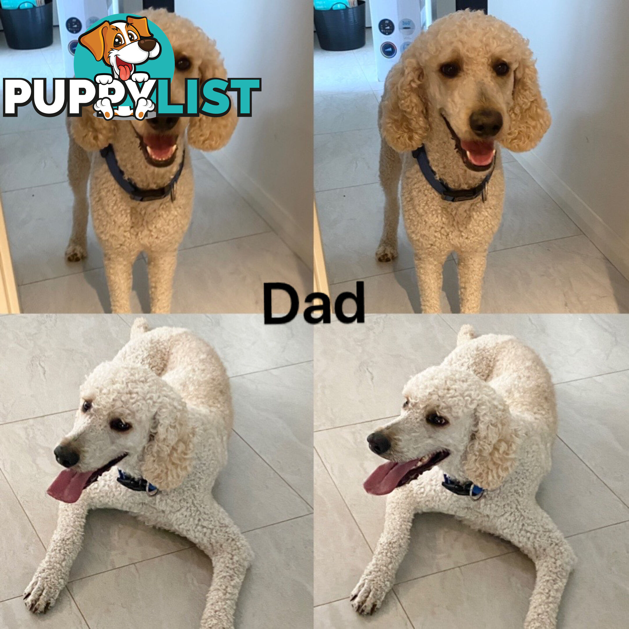 DNA/health tested/hips&elbows scored Groodle puppies