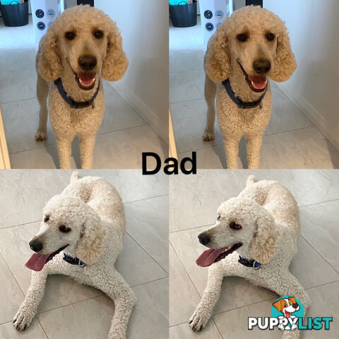DNA/health tested/hips&elbows scored Groodle puppies