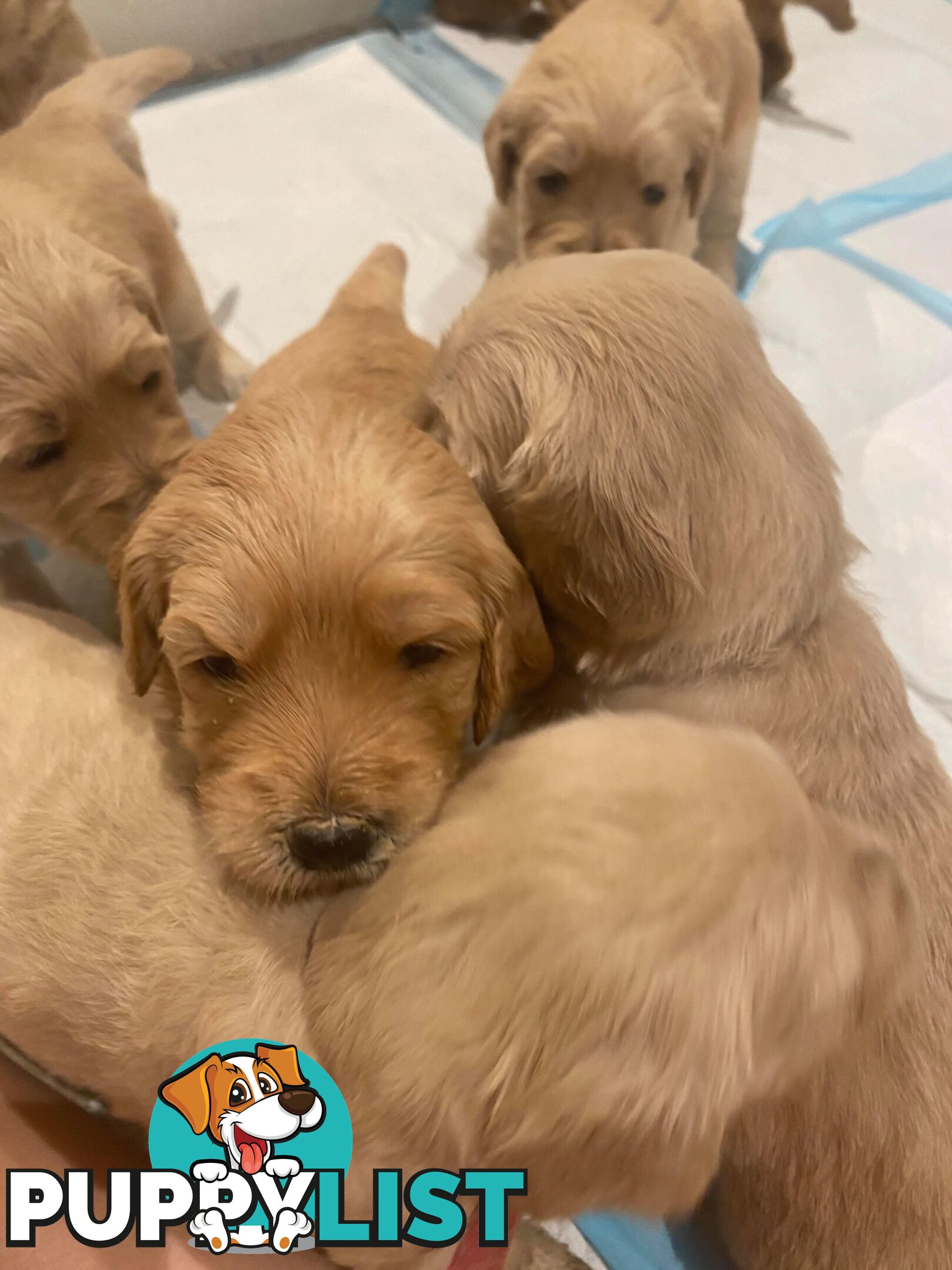 DNA/health tested/hips&elbows scored Groodle puppies