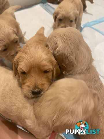 DNA/health tested/hips&elbows scored Groodle puppies