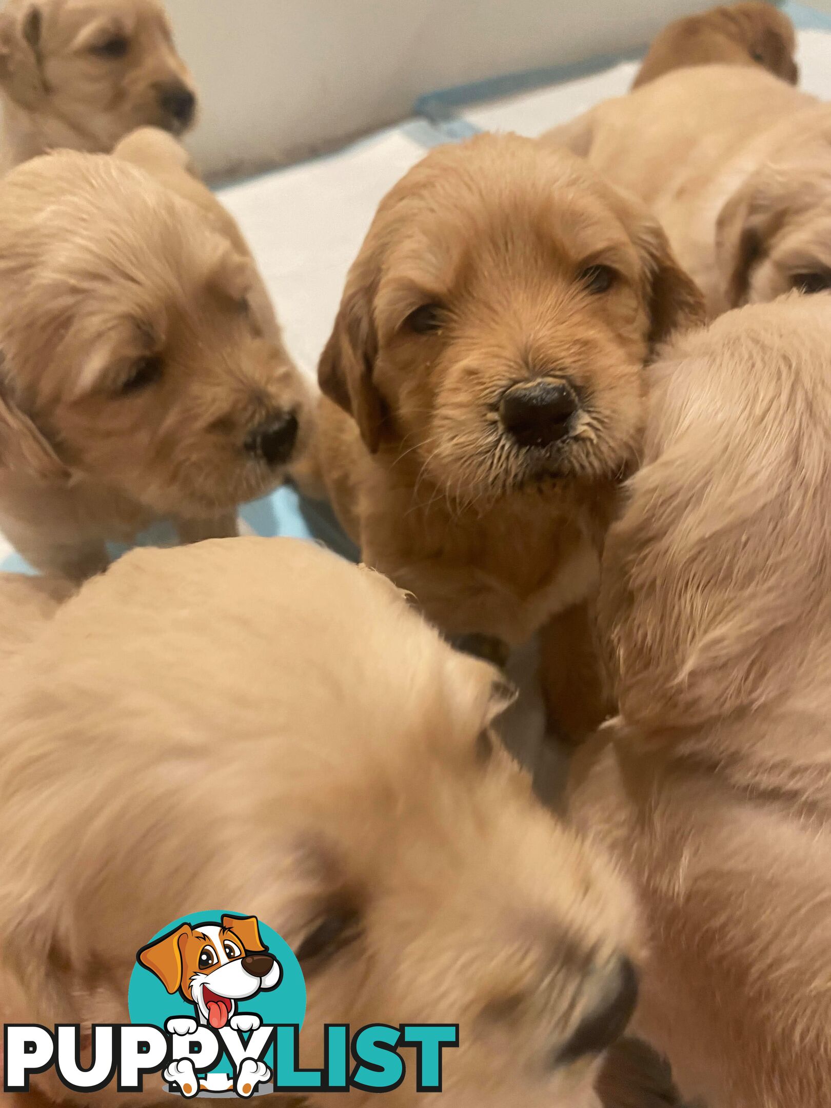 DNA/health tested/hips&elbows scored Groodle puppies