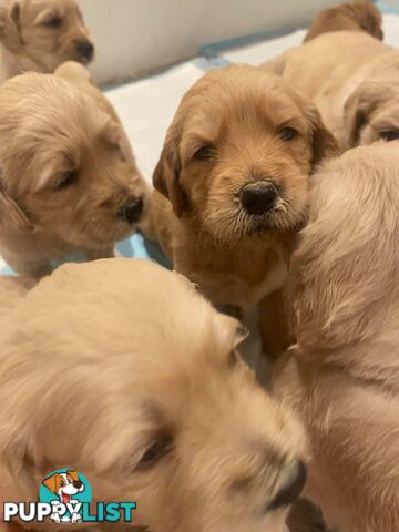 DNA/health tested/hips&elbows scored Groodle puppies