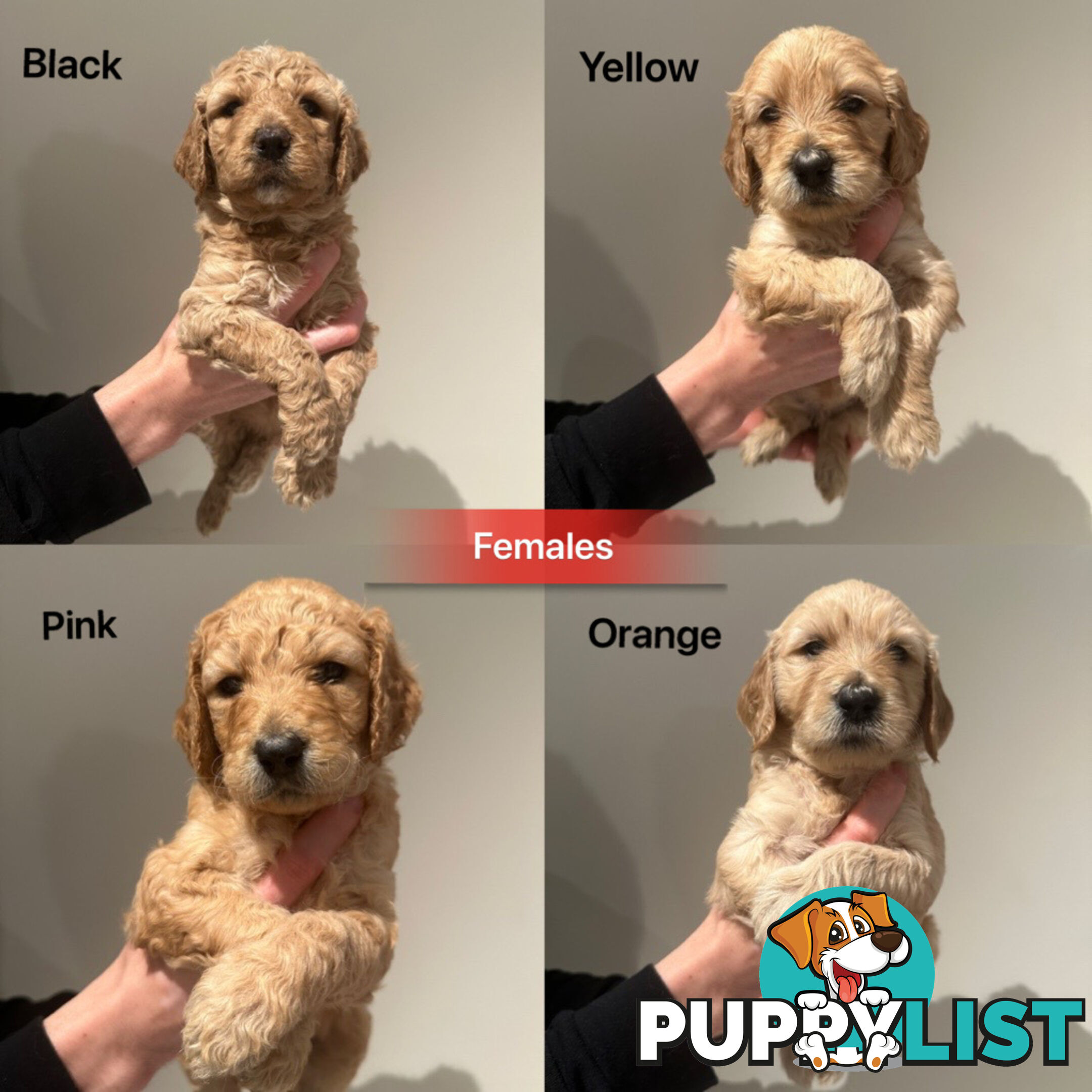 DNA/health tested/hips&elbows scored Groodle puppies