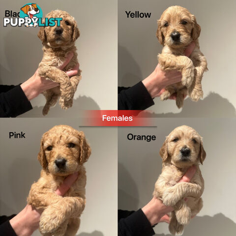 DNA/health tested/hips&elbows scored Groodle puppies