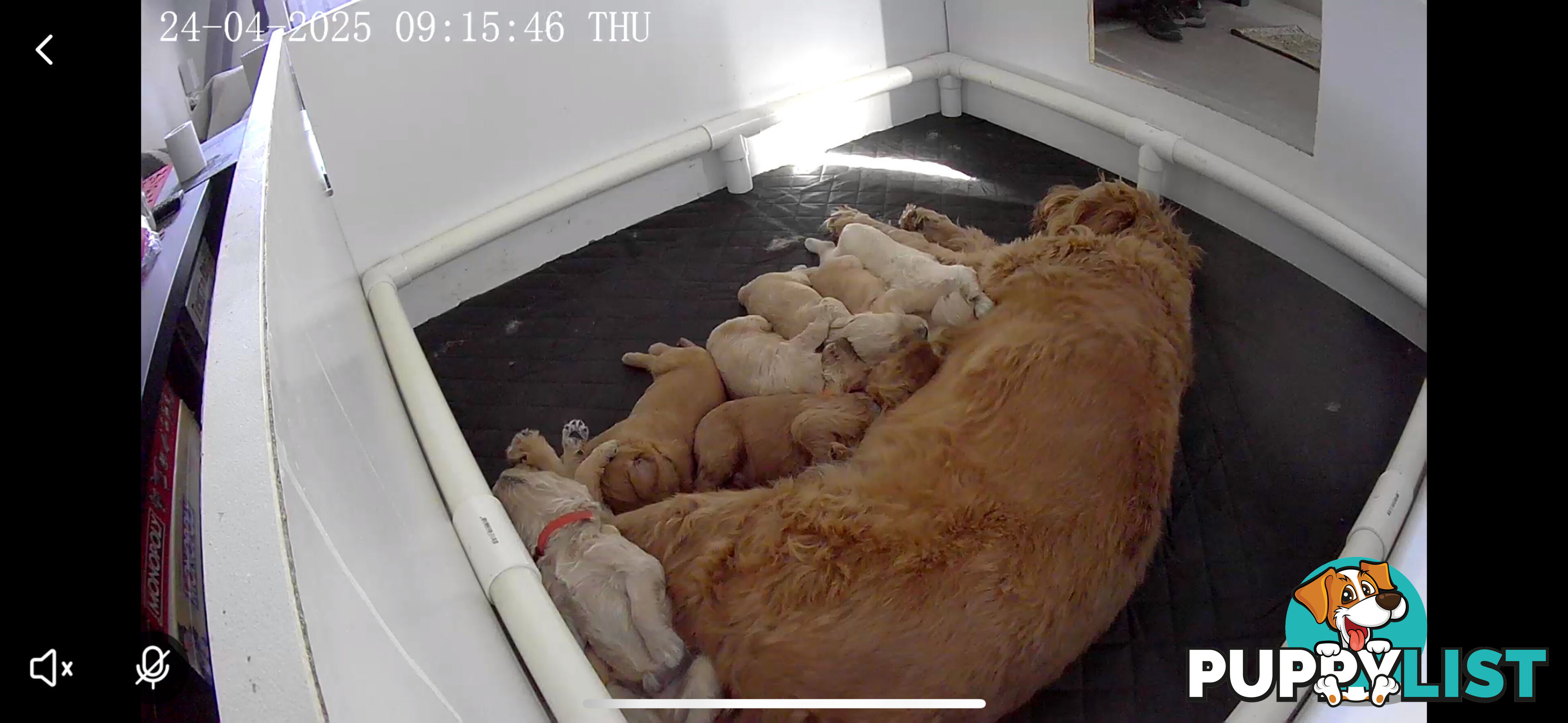 DNA/health tested/hips&elbows scored Groodle puppies