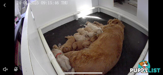 DNA/health tested/hips&elbows scored Groodle puppies