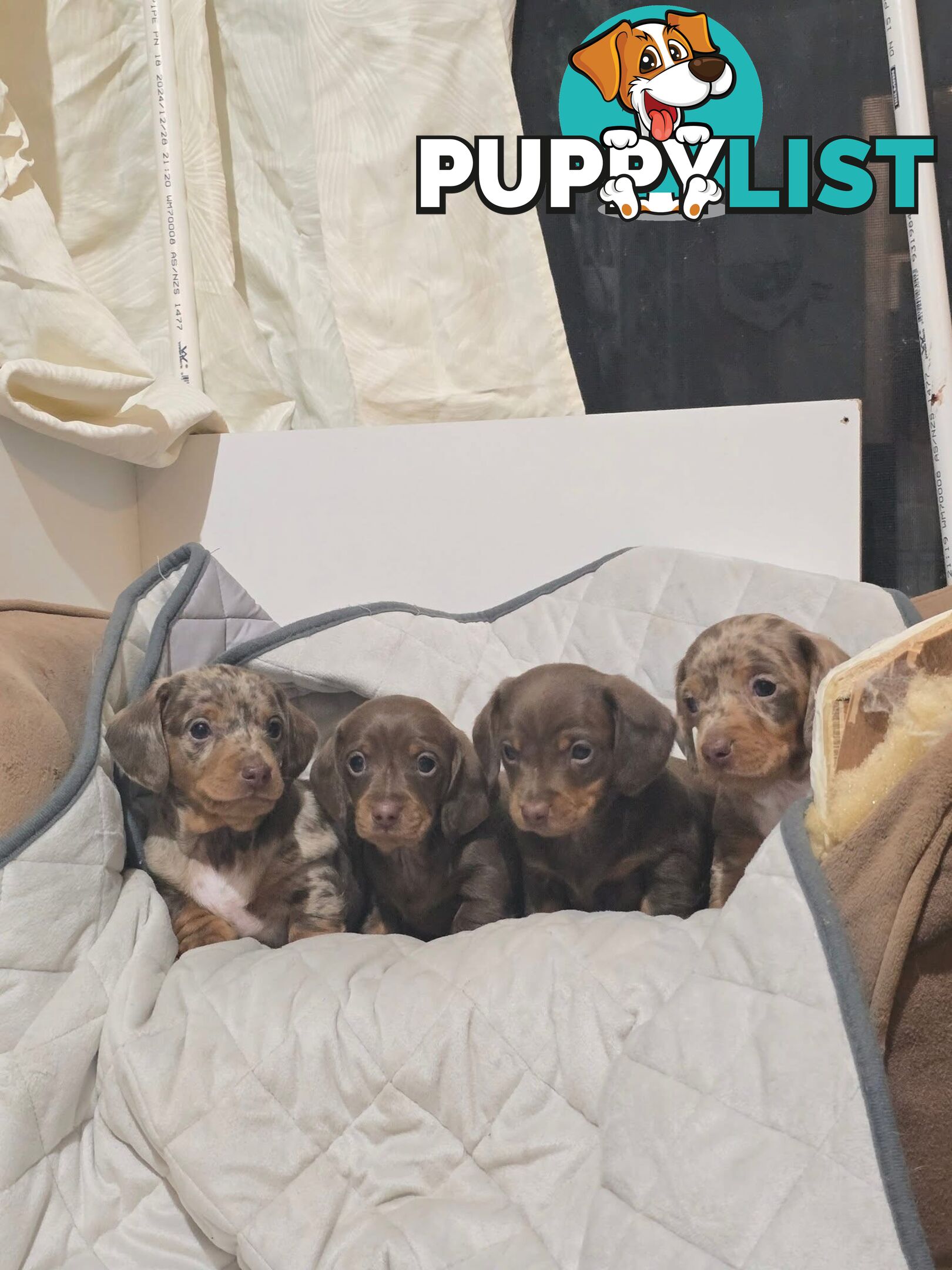 Miniature dachshund puppies