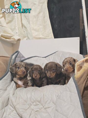Miniature dachshund puppies