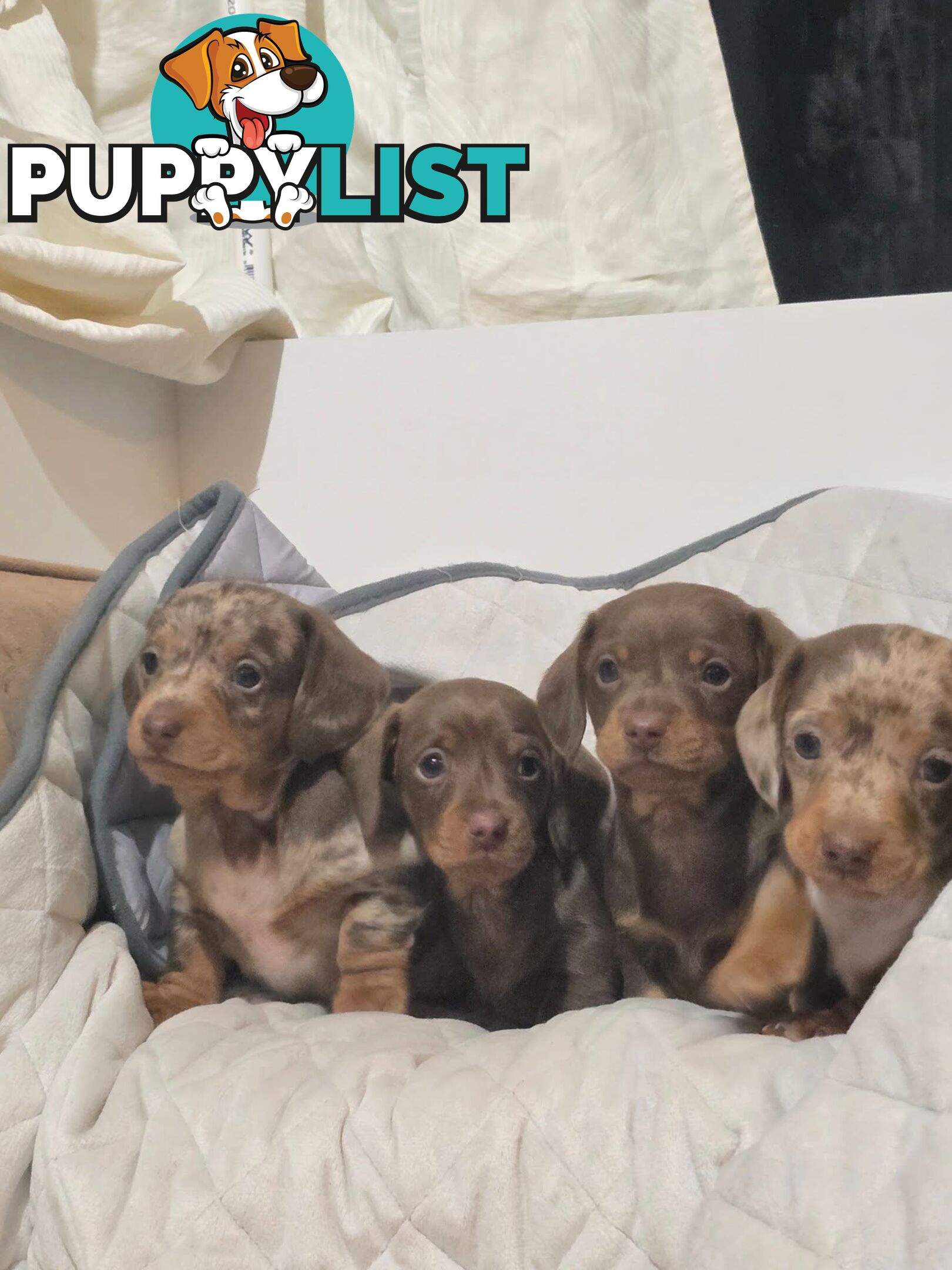 Miniature dachshund puppies