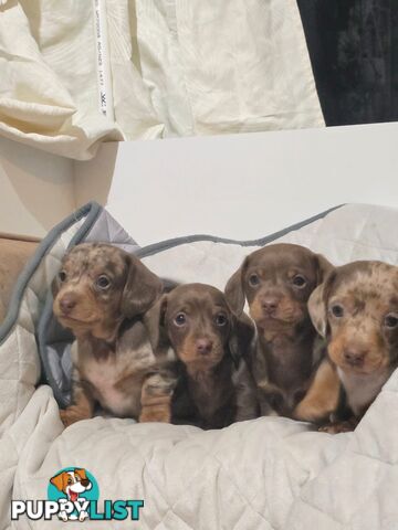 Miniature dachshund puppies