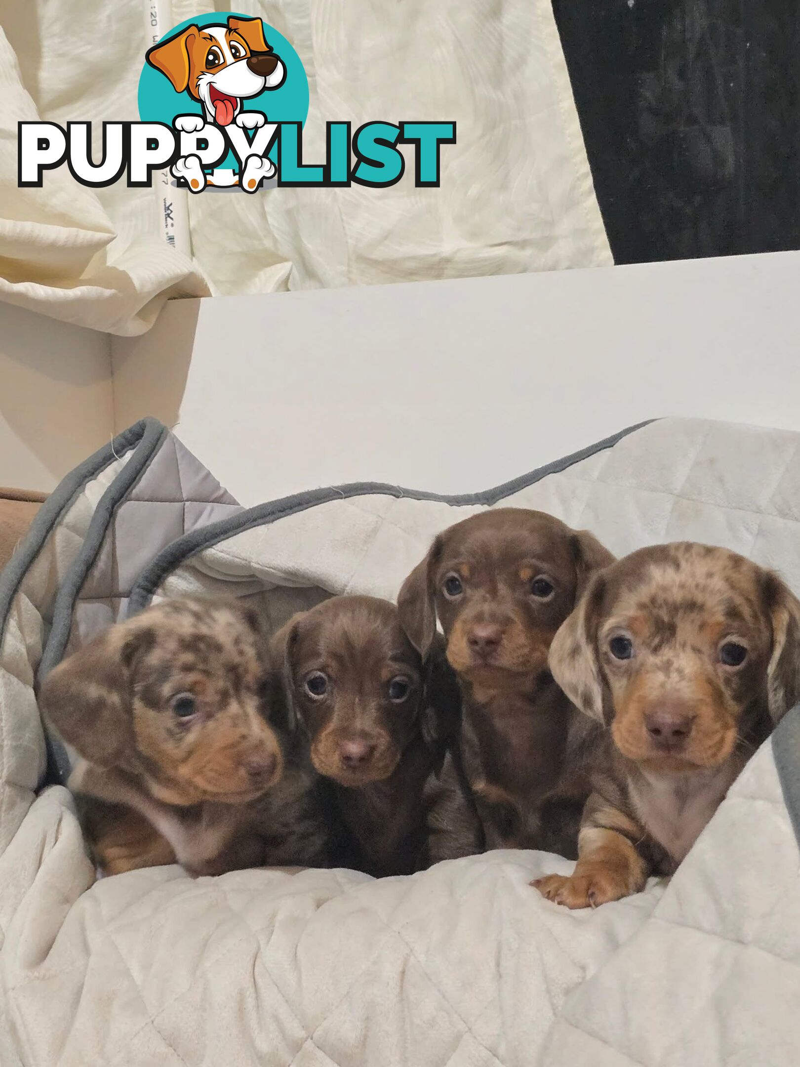 Miniature dachshund puppies