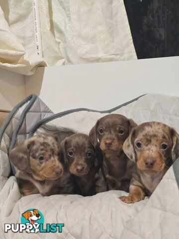 Miniature dachshund puppies