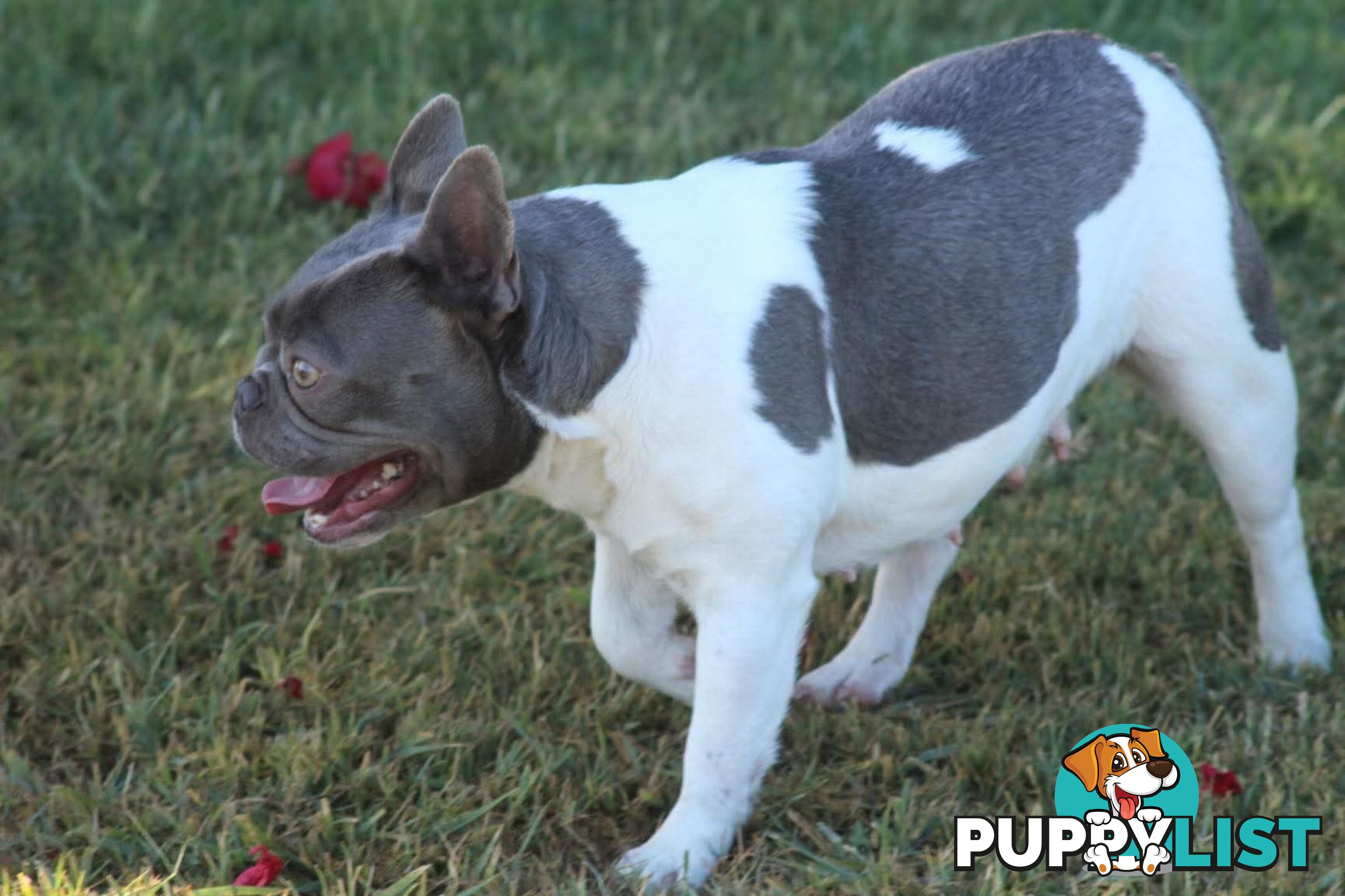 Pedigree French bulldog