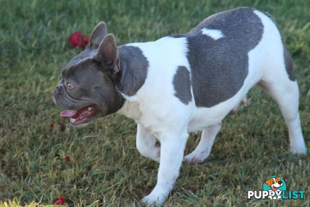Pedigree French bulldog