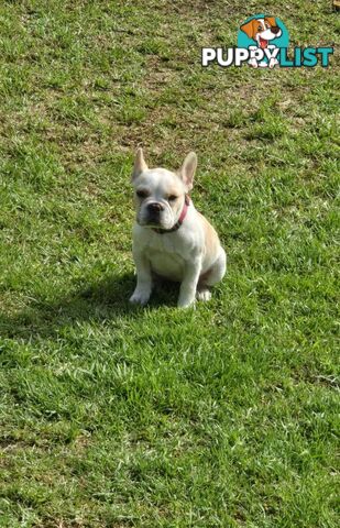 Pedigree French bulldog