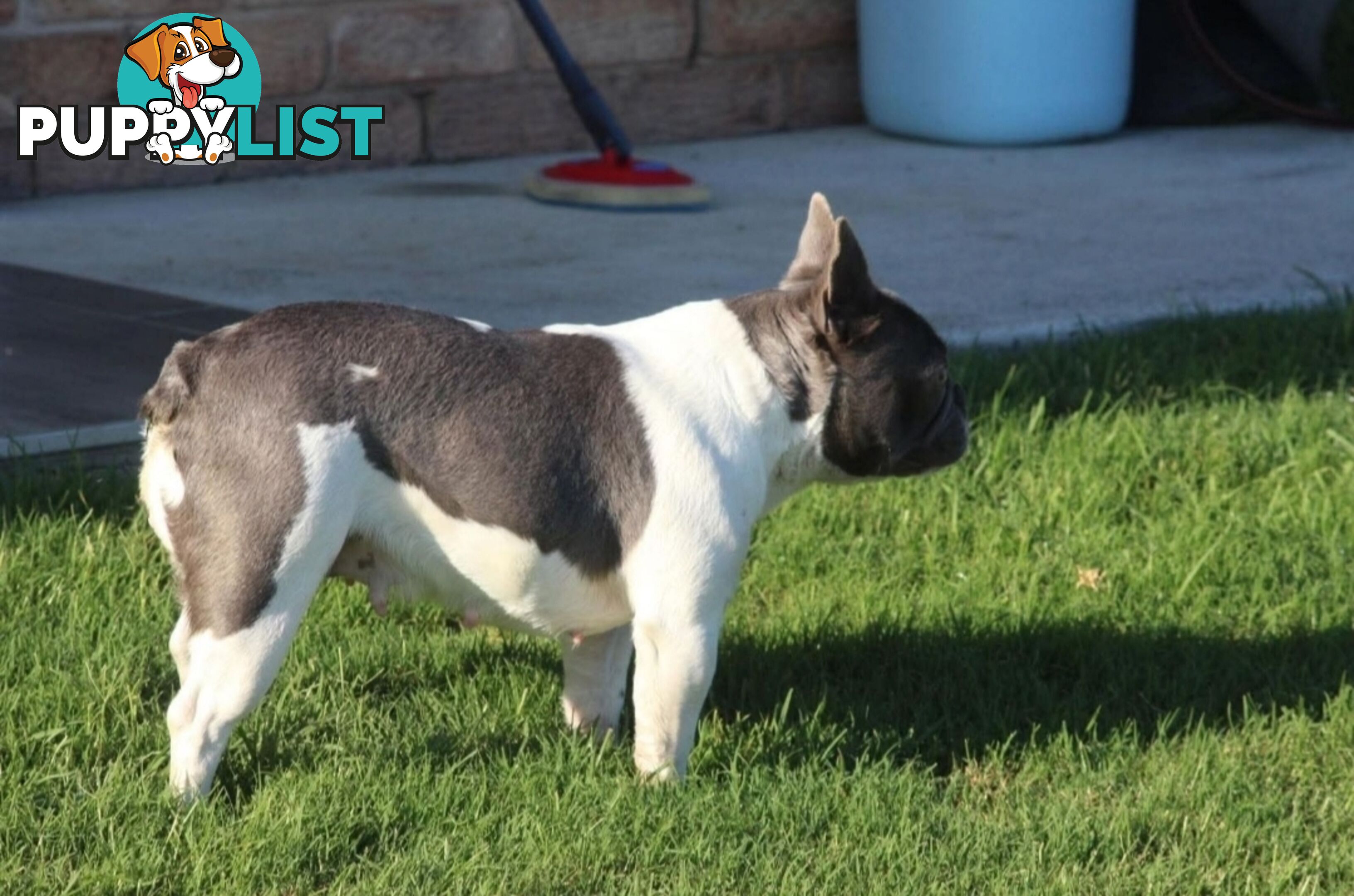 Pedigree French bulldog