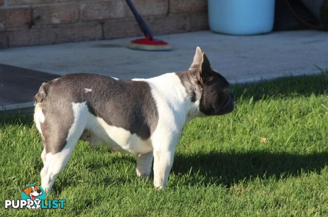 Pedigree French bulldog
