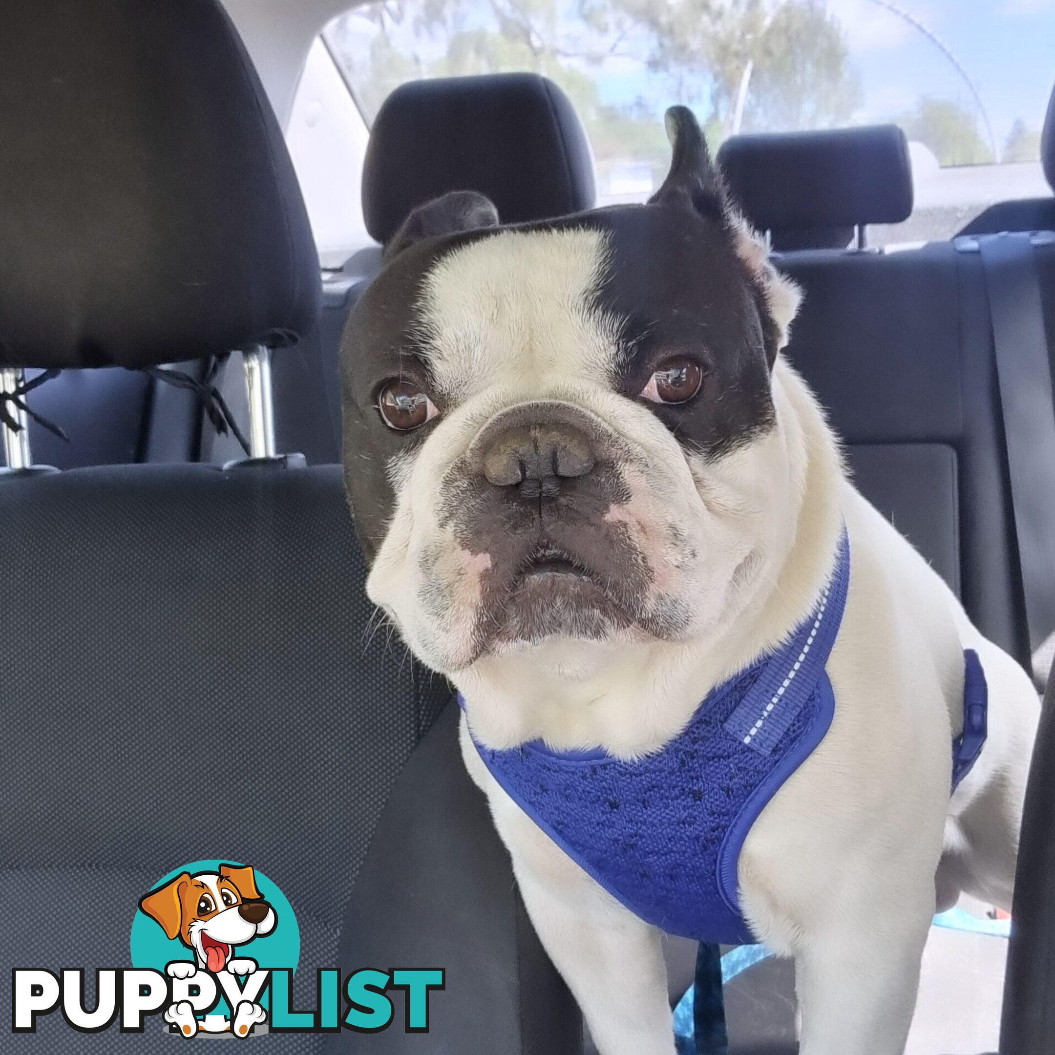 Pedigree French bulldog