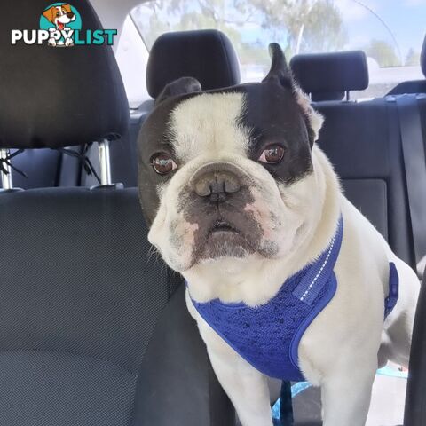 Pedigree French bulldog