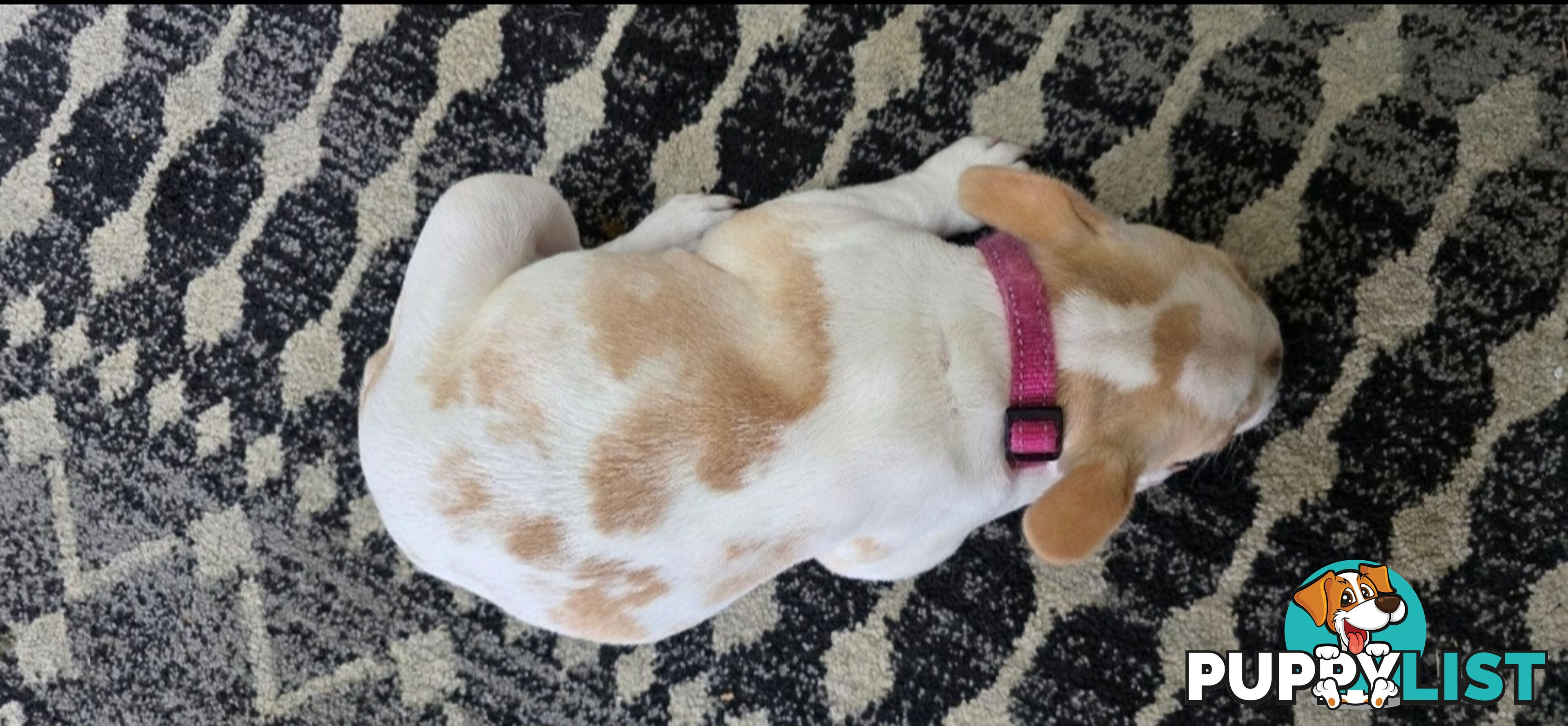 Pedigree French bulldog