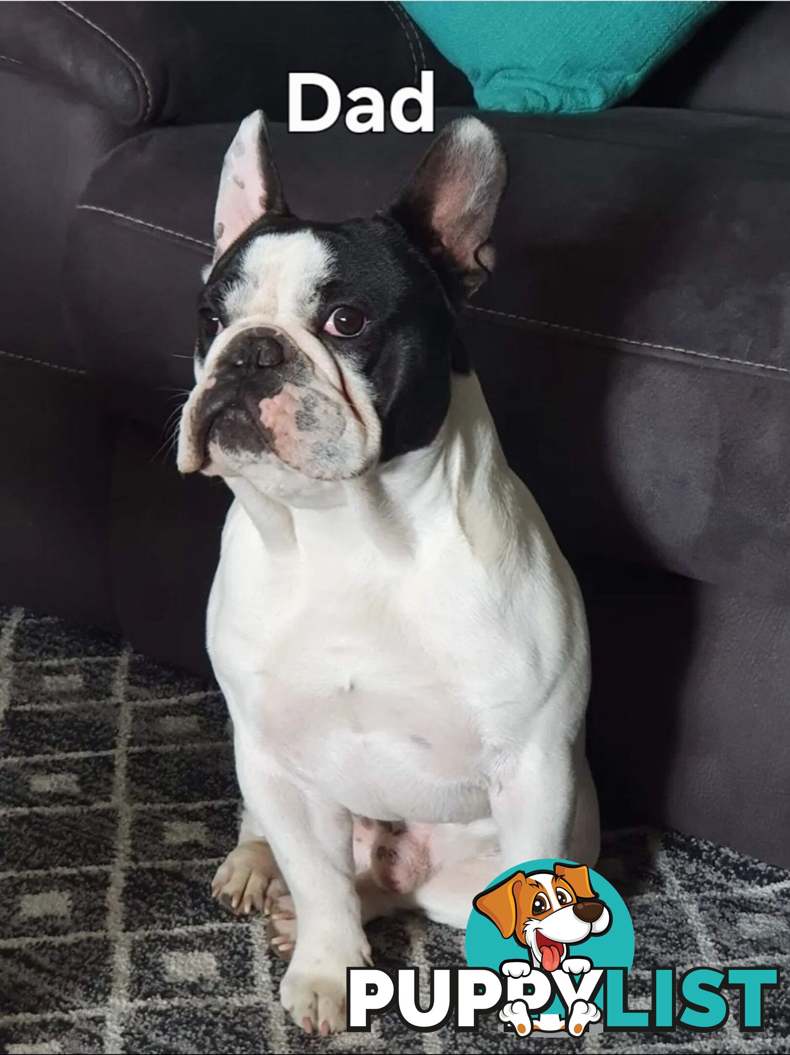 Pedigree French bulldog