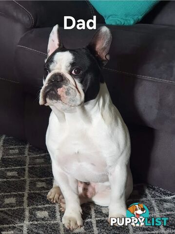 Pedigree French bulldog