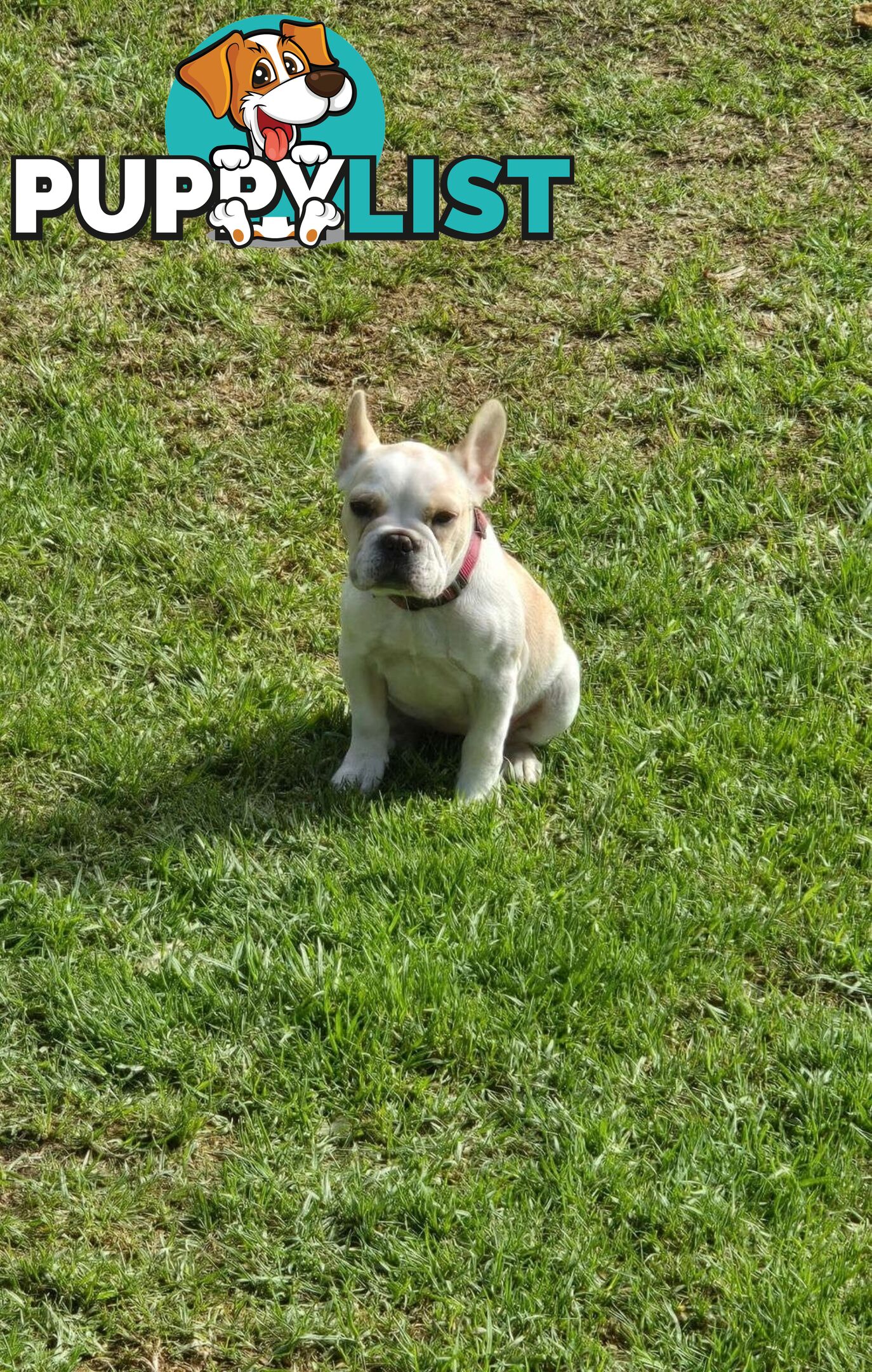 Pedigree French bulldog
