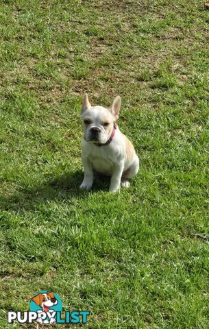 Pedigree French bulldog