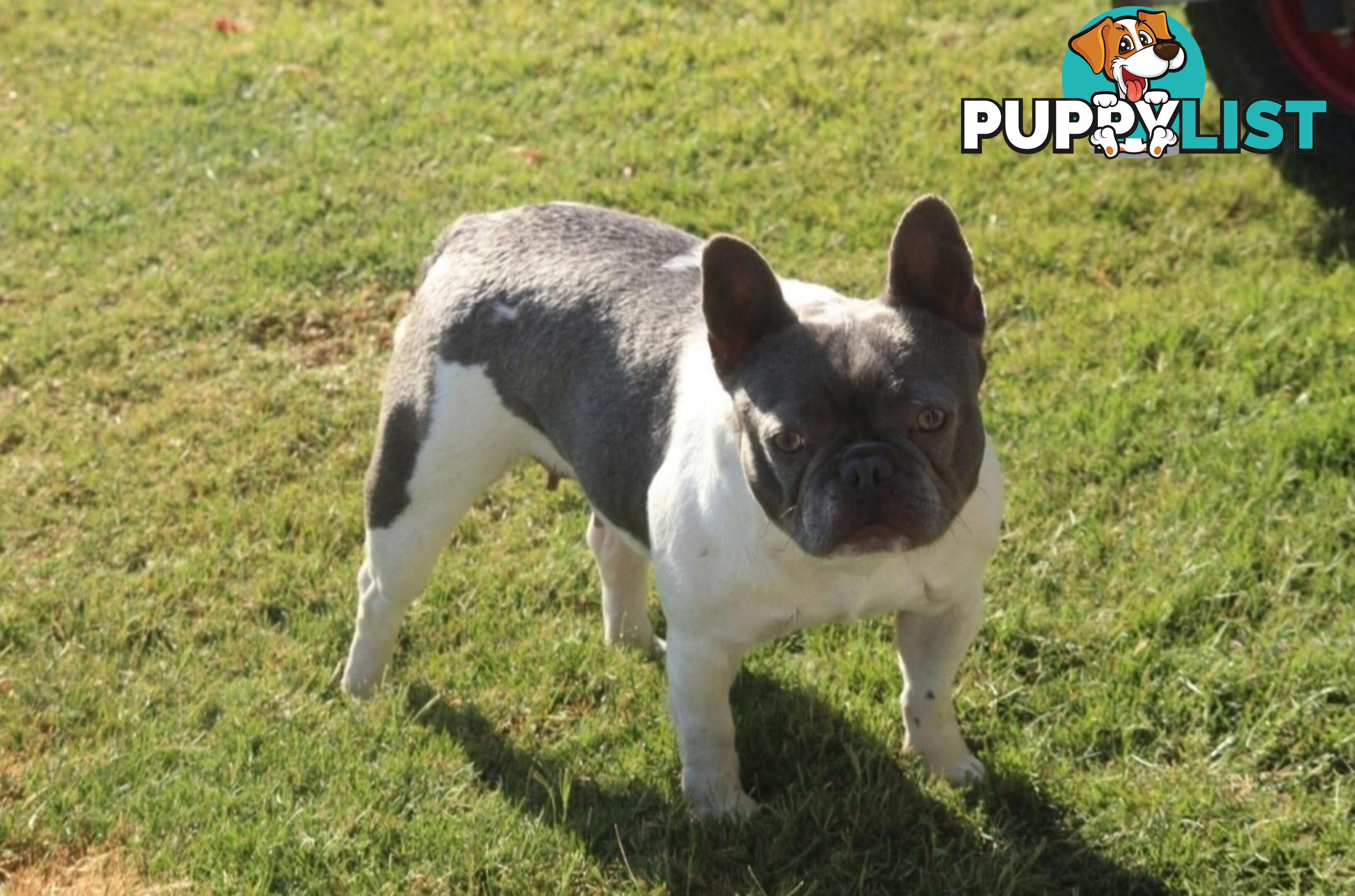Pedigree French bulldog