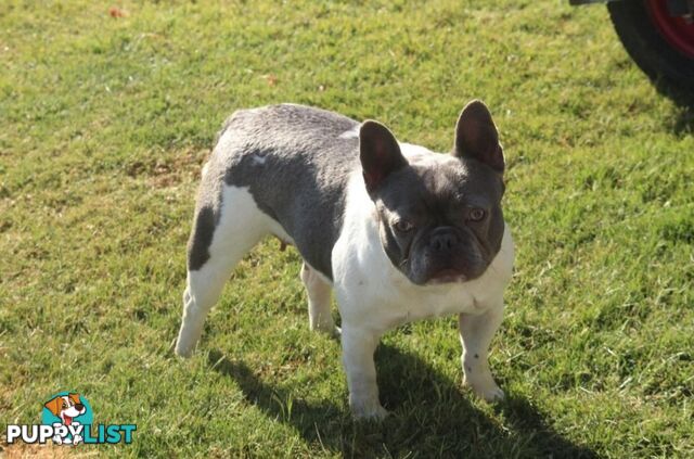 Pedigree French bulldog