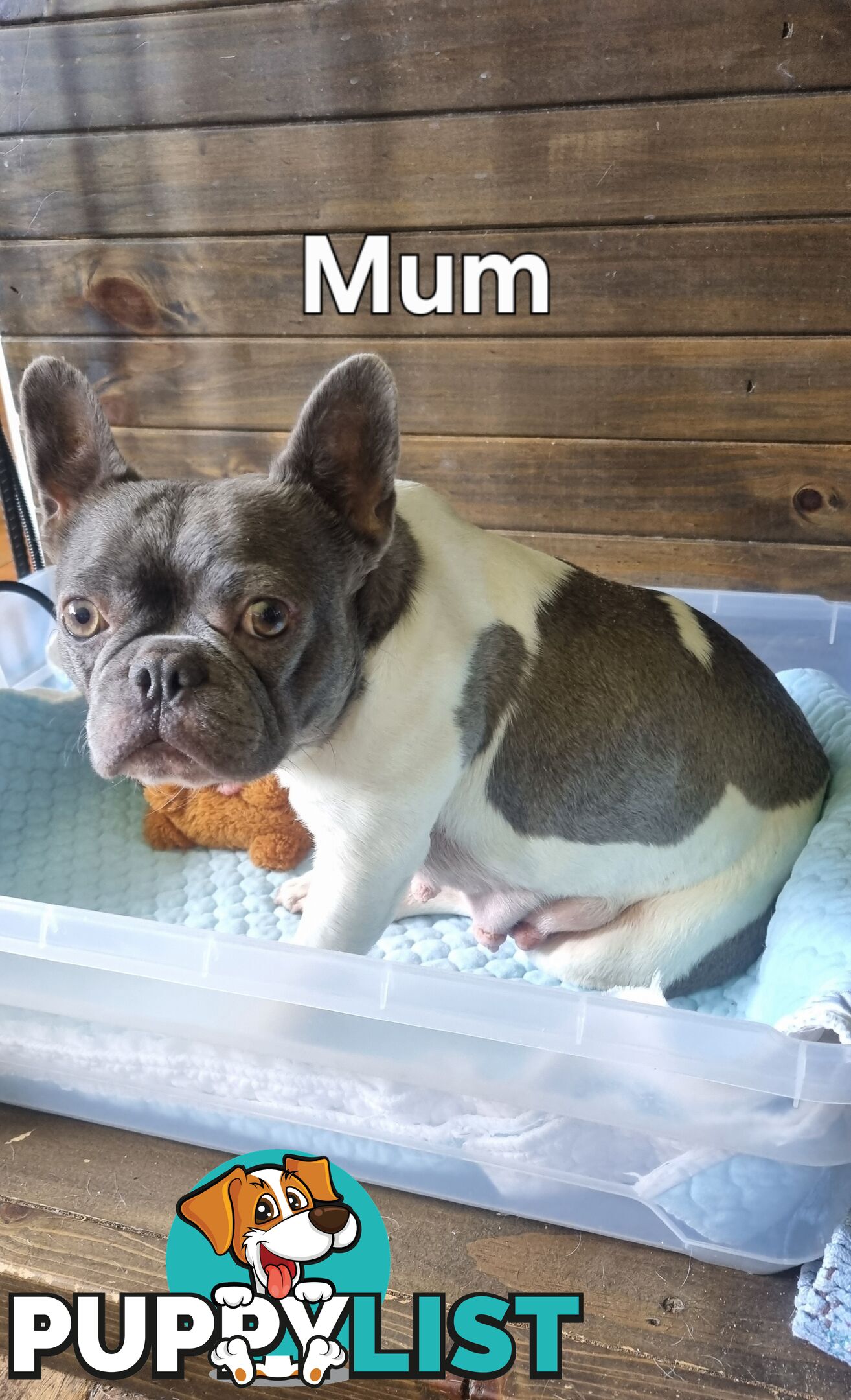 Pedigree French bulldog
